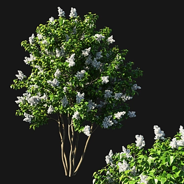 Elegant Syringa Vulgaris Tree: Stunning 3D Model 3D model image 1 