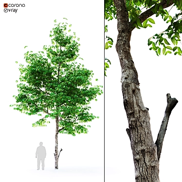 Mulberry Tree: A Natural Delight! 3D model image 1 