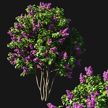 Pink Lilac Tree - Syringa Vulgaris 3D model image 1 