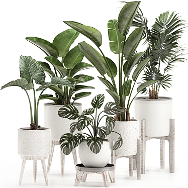 Tropical Indoor Plant Collection 3D model image 1 