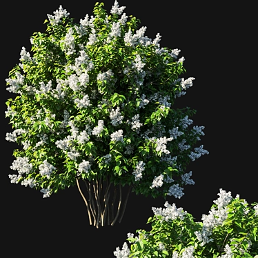 Elegant White Lilac Bush 3D model image 1 