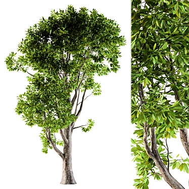 Evergreen Tree Broadleaf N1 3D model image 1 