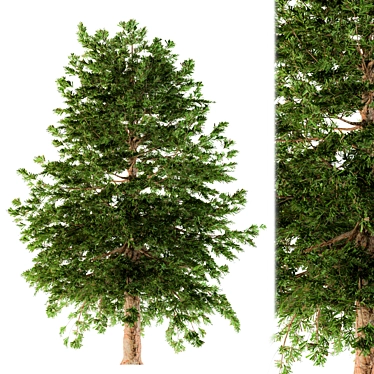 Evergreen Conifer Pine Tree 3D model image 1 