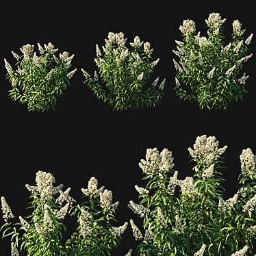 Spiraea Alba Tree Model - Detailed and Realistic 3D model image 1 