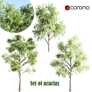 Tall Acacia Tree Set 3D model image 1 