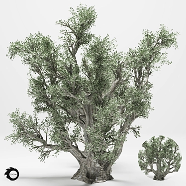 Tall 2014 Olive Tree 3D model image 1 