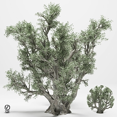 Elegant Olive Tree 110 3D model image 1 