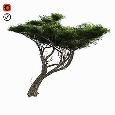 Elegant African Acacia Tree 3D model image 1 