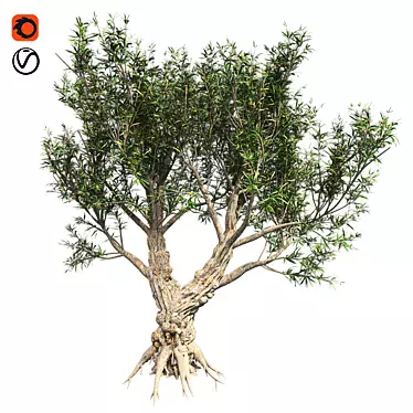 Exotic African Olive Tree 3D model image 1 