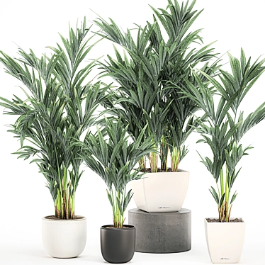 Tropical Palm Collection in White Pots 3D model image 1 