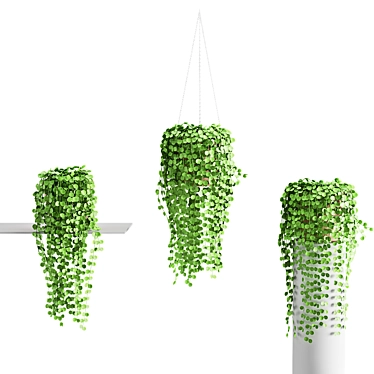 Coin Strings Hanging Plants 3D model image 1 