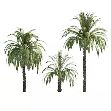Exquisite 3D Palm Trees with Stunning Heights 3D model image 1 