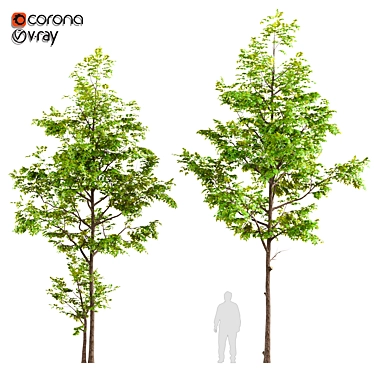 Twin Ash Trees: A Classic Duo 3D model image 1 