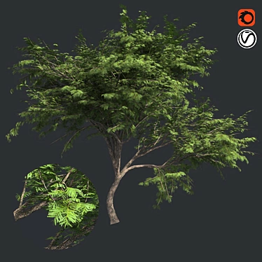  Thorny Hook Tree
(Gvozdichnoe derevo s zaborom) 3D model image 1 