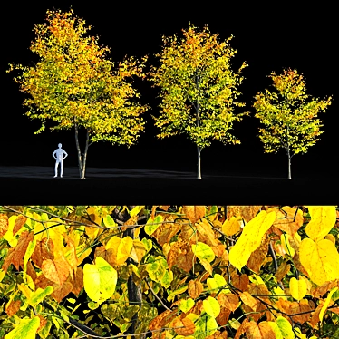 Autumn Bliss: Tilia Europaea & Linden Tree 3D model image 1 