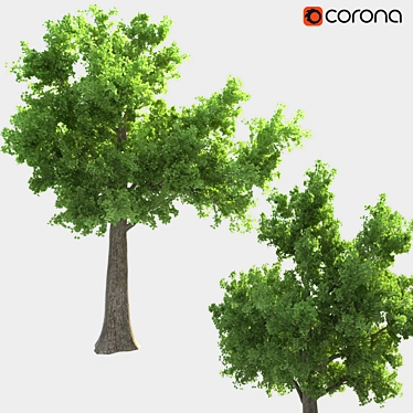 Corona Render Tree: 737.48 cm Height 3D model image 1 