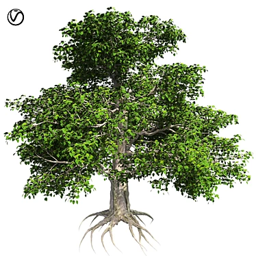 European Beech Tree: High-Quality 3D Model 3D model image 1 