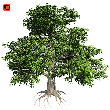 Title: EuropaBeech Corona Tree 3D model image 1 