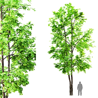  Majestic Elm Tree: 12m Height 3D model image 1 