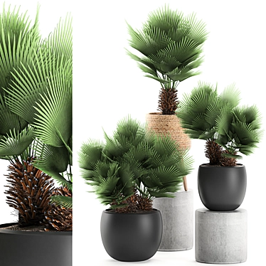 Tropical Palm Collection: Exotic & Decorative Indoor Plants 3D model image 1 