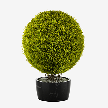 Giant Thuja Folding Planter 3D model image 1 