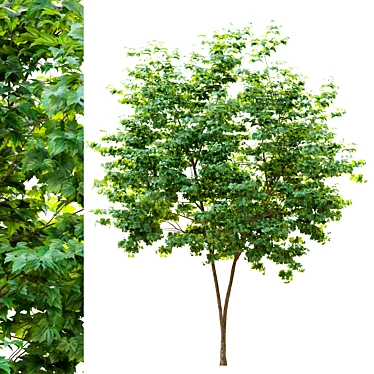  Majestic Maple Tree 3D model image 1 