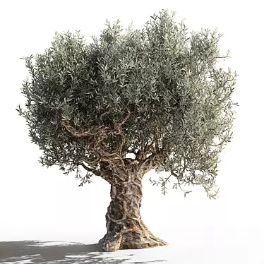 Gorgeous Olive Tree for Your Space 3D model image 1 