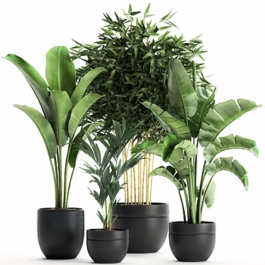Exotic Indoor Plant Collection in Black Vase 3D model image 1 