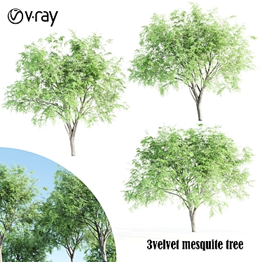 3 Velvet Mesquite Trees: Vibrant & Hardy 3D model image 1 