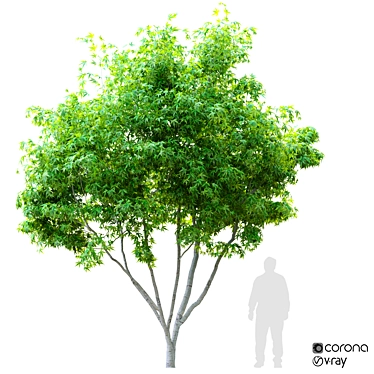  Tall Maple Tree: 3.5m Height 3D model image 1 