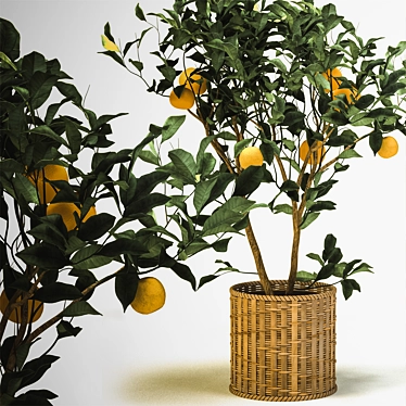 Tangerine Bliss: Mini Mandarin Tree in Woven Planter 3D model image 1 