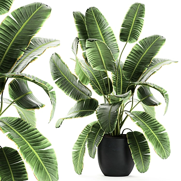 Exotic Indoor Plant Collection 3D model image 1 