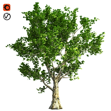 London Plane Tree 3D Model 3D model image 1 