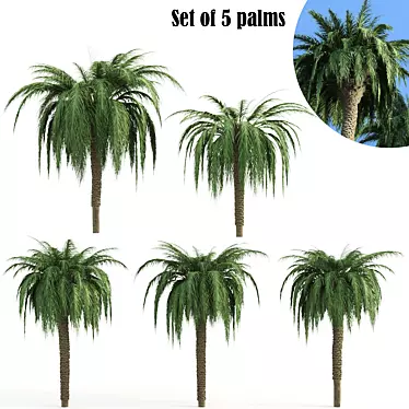  Lush Tropical Palms: Exotic Beauty 3D model image 1 