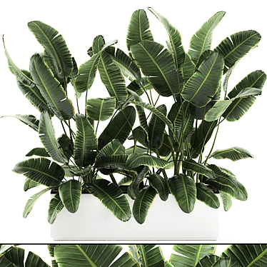 Exotic Indoor Plants in White Vase 3D model image 1 