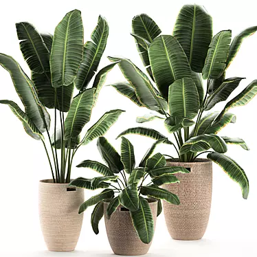 Exotic Plant Basket Collection 3D model image 1 