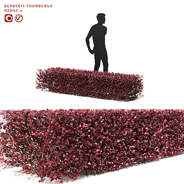 Thunberg Barberry Hedge: Bendable & Versatile 3D model image 1 