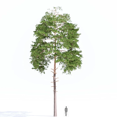 Japanese Red Pine Tree - 2013 Model 3D model image 1 