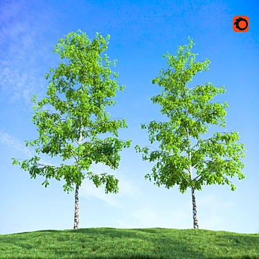 Realistic Birch Trees: Detailed 3D Models 3D model image 1 