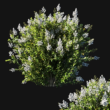 Majestic Myrtle Bush: Realistic 3D Model 3D model image 1 