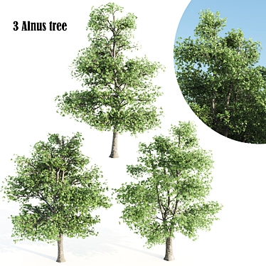 3 Alnus Trees 3D model image 1 