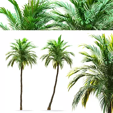 Tropical Twin Palm Trees 3D model image 1 