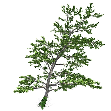 Plitvice Natural Maple Tree 3D model image 1 