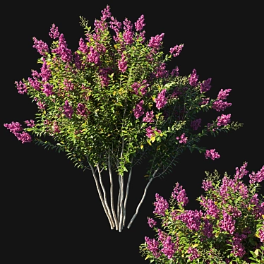 Pink Myrtle Bush: Vibrant Flowering Beauty 3D model image 1 