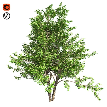 Optimized River Birch Tree 3D model image 1 