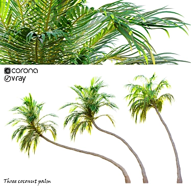 Trio of Majestic Coconut Palms 3D model image 1 