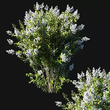 Elegant White Myrtle Bush 3D model image 1 