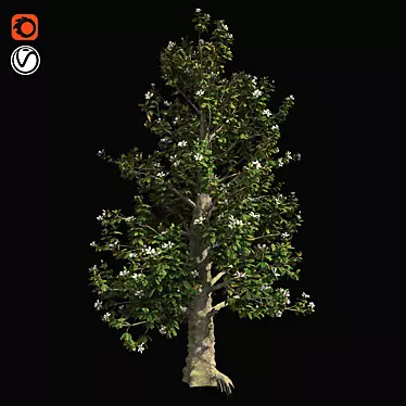 Southern Magnolia Tree 3D model image 1 