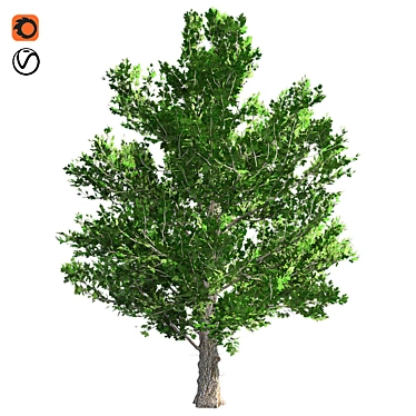 Optimized Maple Tree: Real-Wo 3D model image 1 