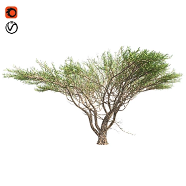 Optimized Quad Umbrella Thorn Tree 3D model image 1 